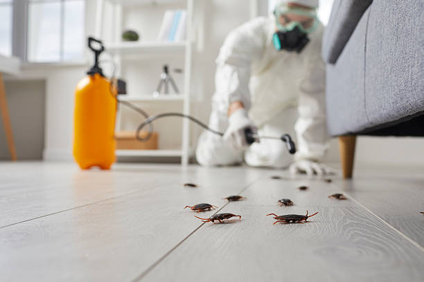Trusted Cockroach Control service in Marquette, MI - Nex Pest Control